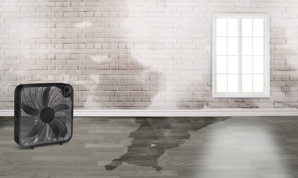 Best Mold removal after water damage  in Manito, IL